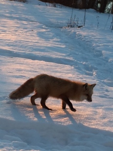 fox-in-snoq